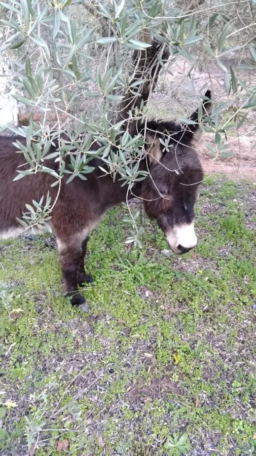 הוילה Andújar La Isabelita מראה חיצוני תמונה